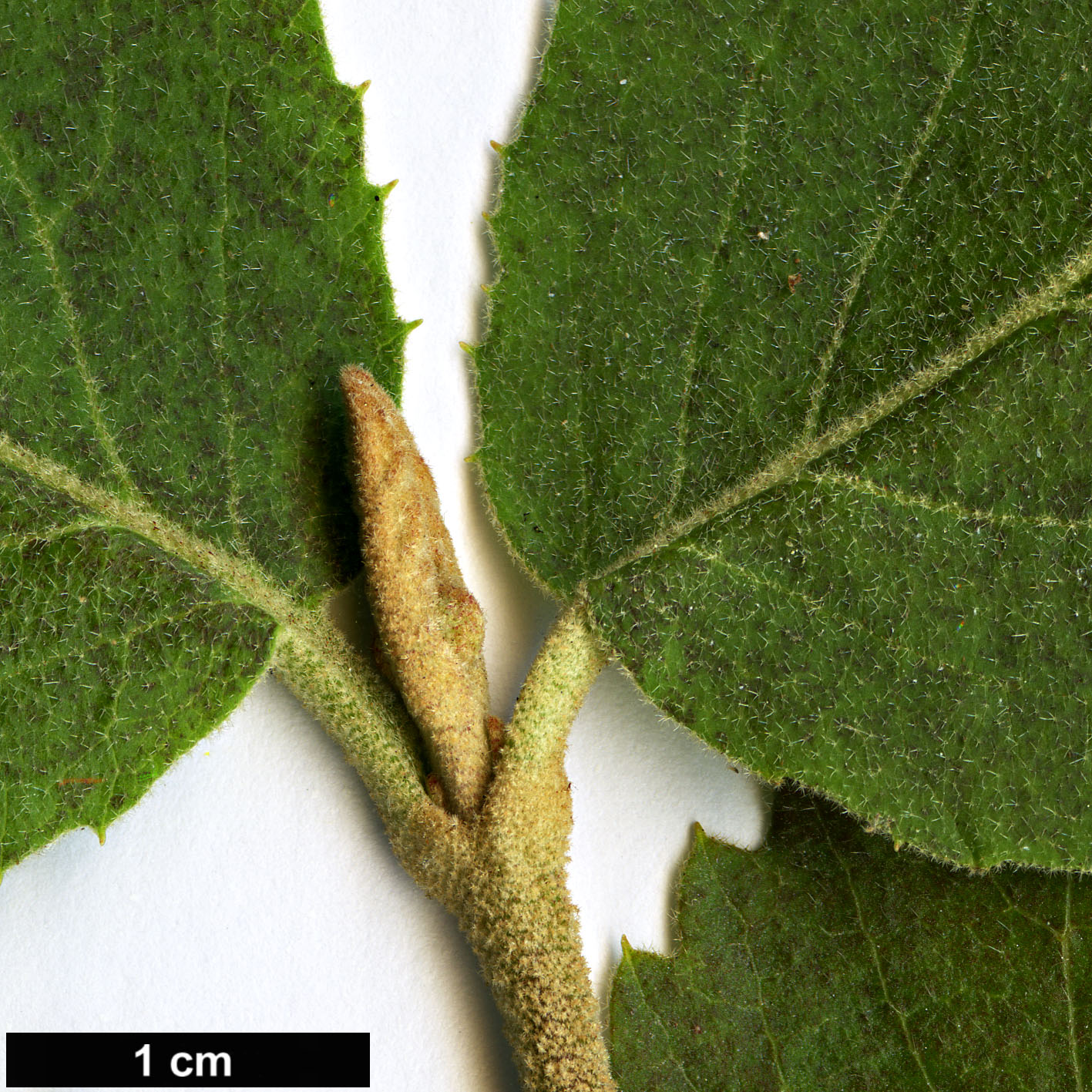 High resolution image: Family: Adoxaceae - Genus: Viburnum - Taxon: ×carlcephalum (V.carlesii × V.macrocephalum)